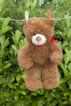 toy brown teddy bear hanging on the clothes line after a bath