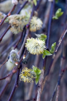 tree flowers budding from a tree in the spring morning