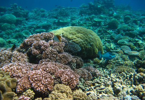 Underwater sea life in Queensland. Australian Coral Reef.