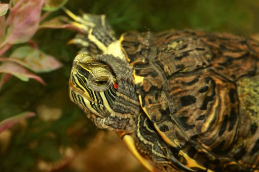 Red-eared turtle in aquarium