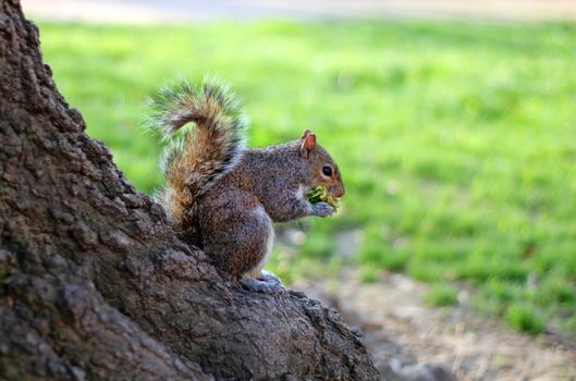 Squirrel eat fruit sitting on a tree.