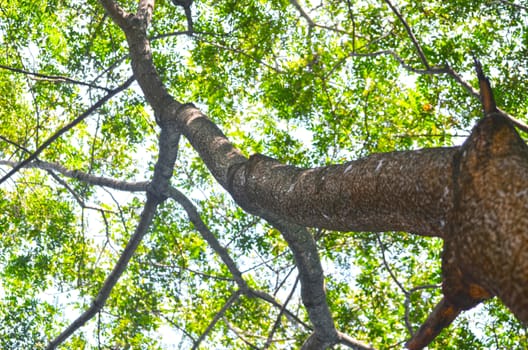 Tree in a green forest in spring