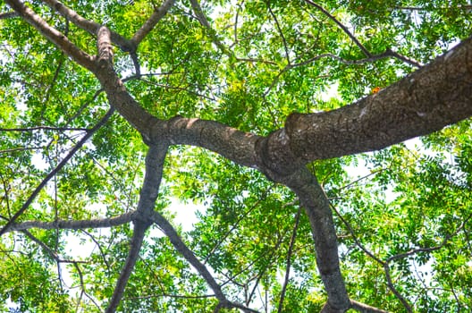 Tree in a green forest in spring