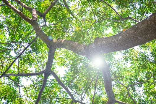 Tree in a green forest in spring