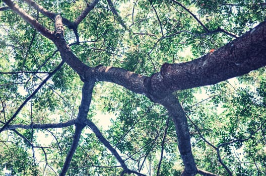 Tree in a green forest in spring