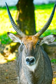 The close up face of a deer.