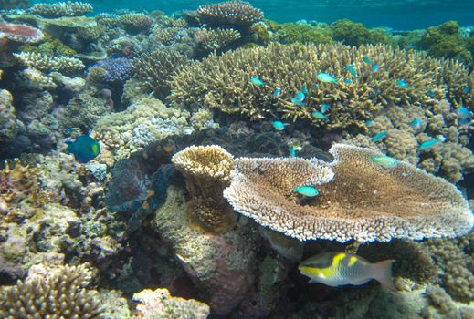 Beautiful colors of coral reef.