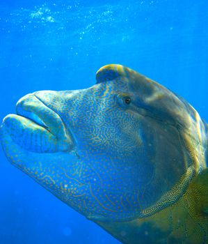 Colorful Napoleon Wrasse - Queensland Coral Reef Fish.