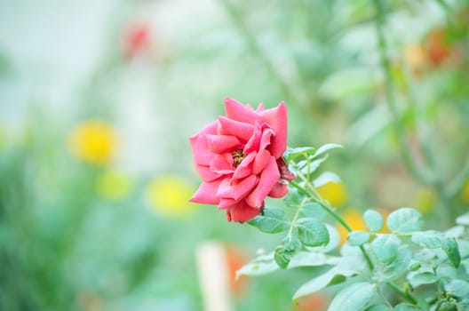 Pink color rose flower isolate green leaf background