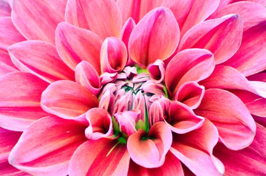 The closeup surface of dahlia flower