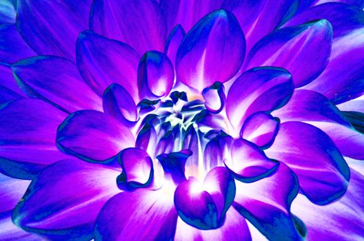 The closeup surface of dahlia flower