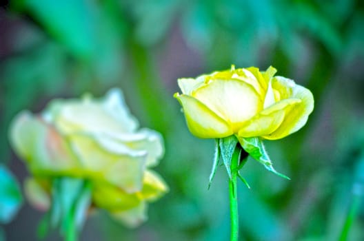 Yellow color rose flower