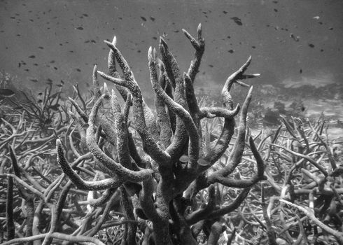 Coral formations in Queensland Ocean - Australian Coral Reef.