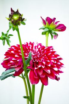 Pink color flower isolate green leaf background