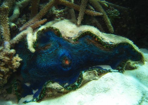 Queensland Coral Reef - Tridacna shell (Tridacne gigas) on the seabed.