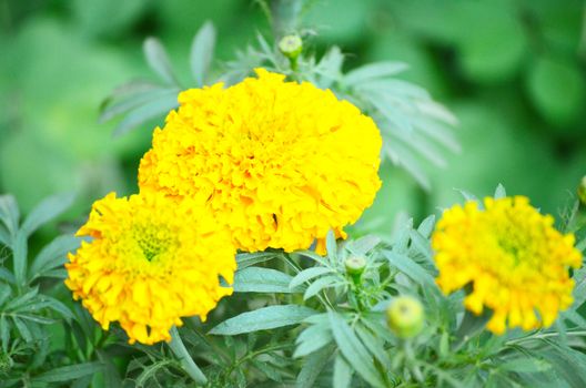 Yellow color flower isolate green leaf background