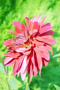 Pink color flower isolate green leaf background