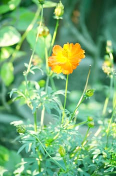 Yellow color flower isolate green leaf background