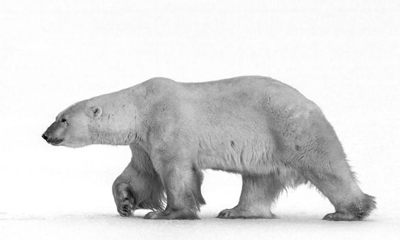 Polar bears in the polar Canada, national parks, predators, bears, tundra, snow, frost, blizzard, cold, animal behavior, wild animals, wildlife photography, wildlife, national parks, the protection of animals Canada.