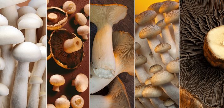 A selection of Wild Mushrooms - Enoki, Shiro Shimeji, Buna Shimeji, button mushrooms, King Oyster and Portabello.