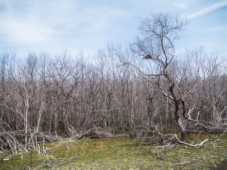 Death trees in mangrove forest with blue sky