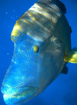 Napoleonfish - Australian Coral Reef.