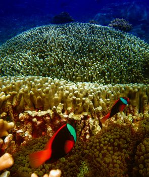 Pomacentridae, Clown Fish or Anemone fish in Queensland Coral Reef.