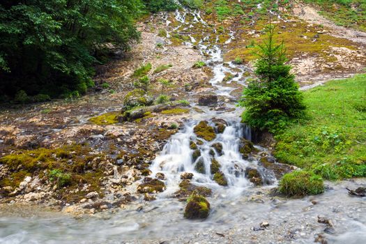 Forest stream surrounded by vegetation running over rocks
