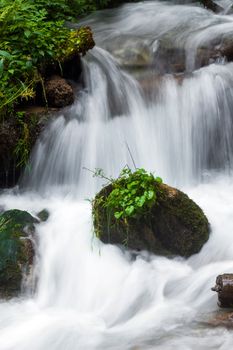 Forest stream surrounded by vegetation running over rocks