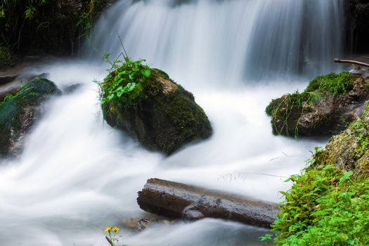 Forest stream surrounded by vegetation running over rocks