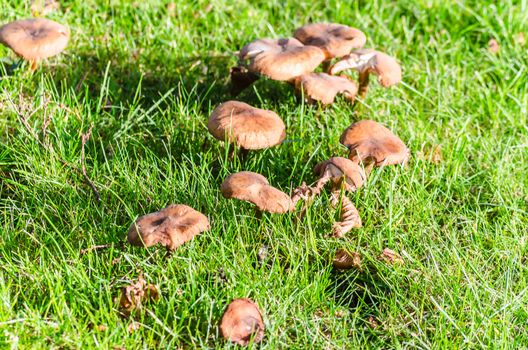 Local brown mushrooms in a meadow.
