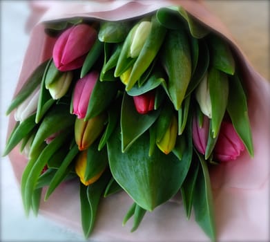 Beautiful tulips