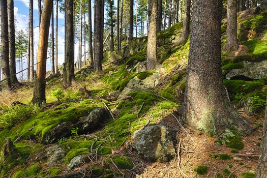 The primeval forest with mossed ground