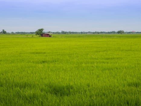 Green rice field with hut