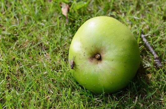 Flesh fly on a windfall apple lying on green grass