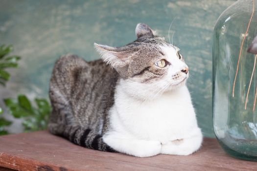Siamese cat lying on wooden table, stock photo
