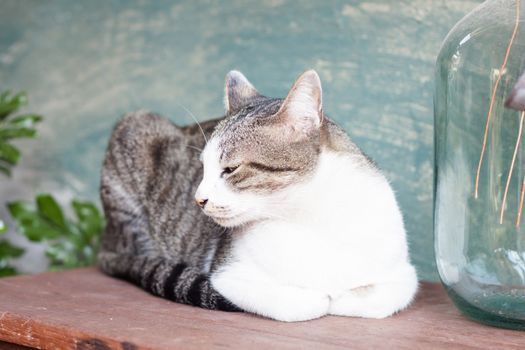 Siamese cat lying on wooden table, stock photo