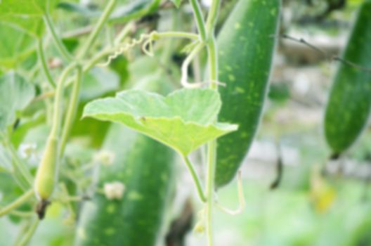 Natural green leaf vegetables and meadows lens blur background