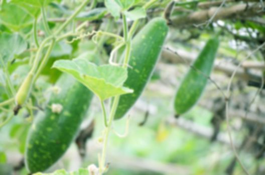 Natural green leaf vegetables and meadows lens blur background