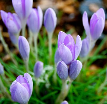 Crocus