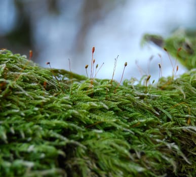 Closeup moss