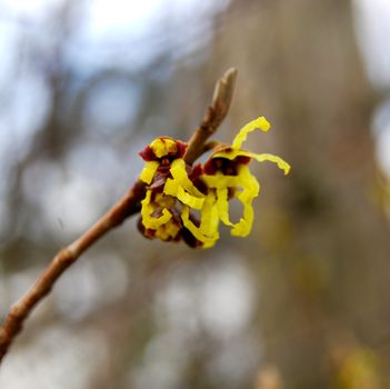 Japanese witch hazel