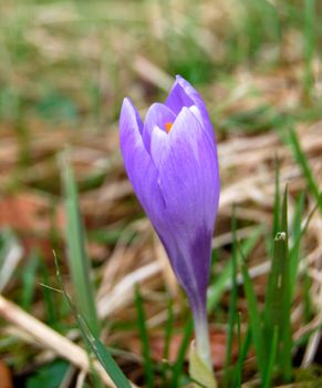 Lilac crocus