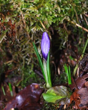 Lonley crocus