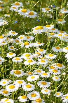 Daisies on the Meadow at Spring