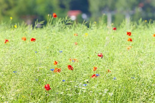 Wild Flowers on the Meadow at Spring