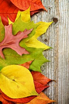 Frame of Variegated Autumn Leafs isolated on Rustic Wooden background