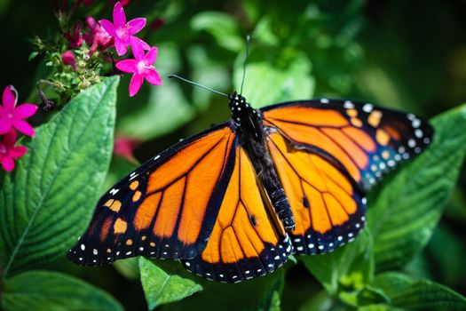 A colorful Monarch Danaus Plexippus butterfly.