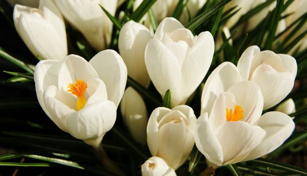 A close-up image of beautiful white Spring Crocus blooms.