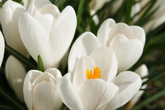 A close-up image of beautiful white Spring Crocus blooms.